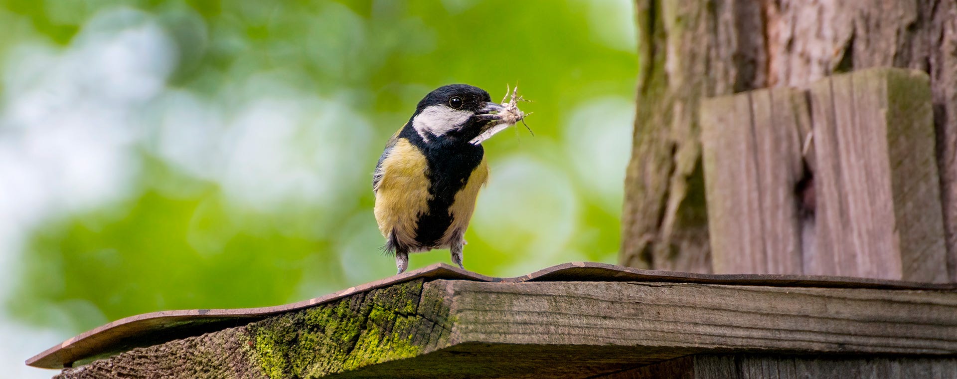 Linnunpönttöjä Bonavan naapurustoihin.