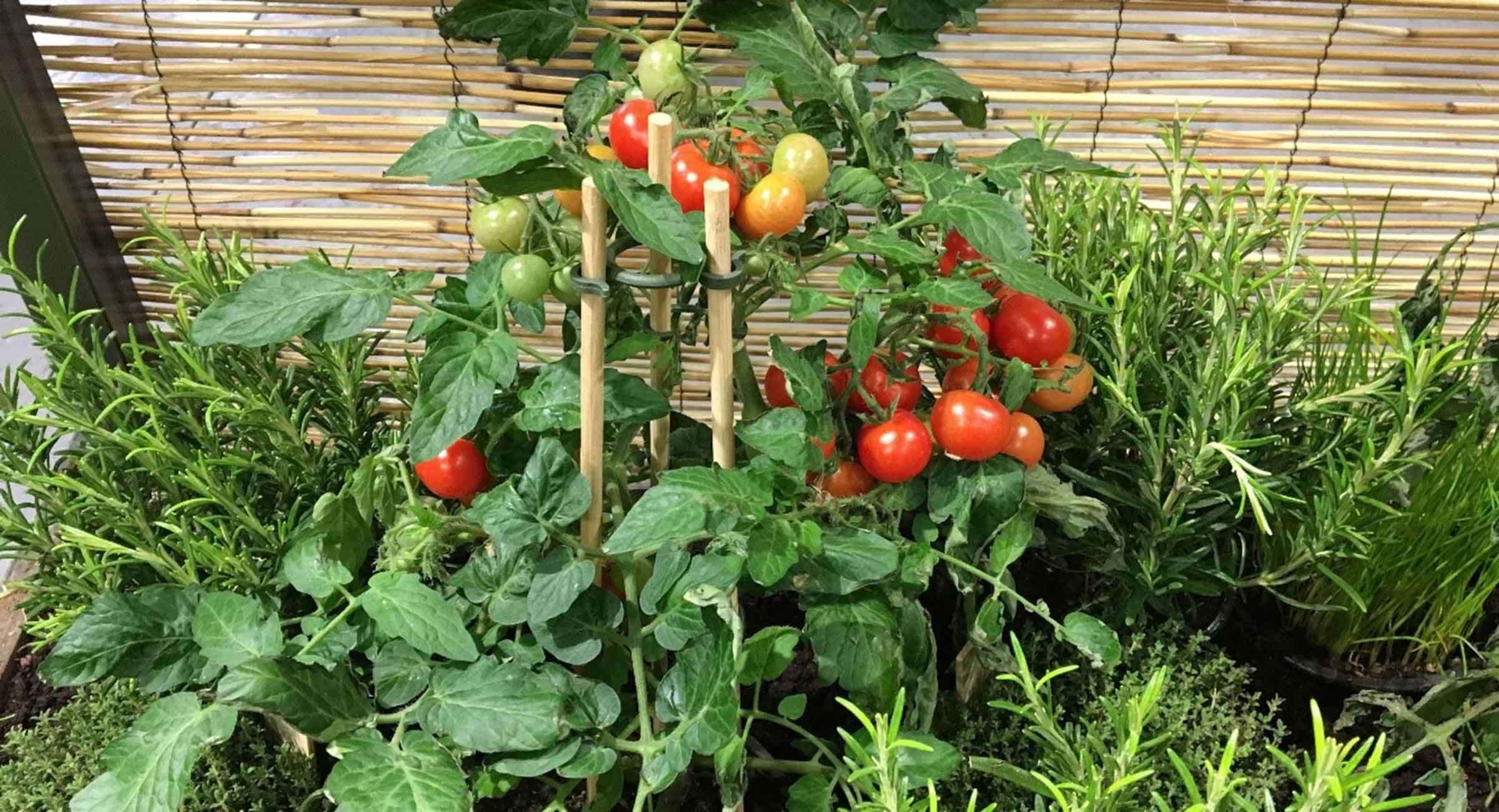 Parvekkeella tomaatit antavat satoa aina syksyyn asti.