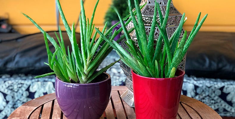 Aloe vera on helppohoitoinen ruukkukasvi, josta riittää iloa vuosiksi.  