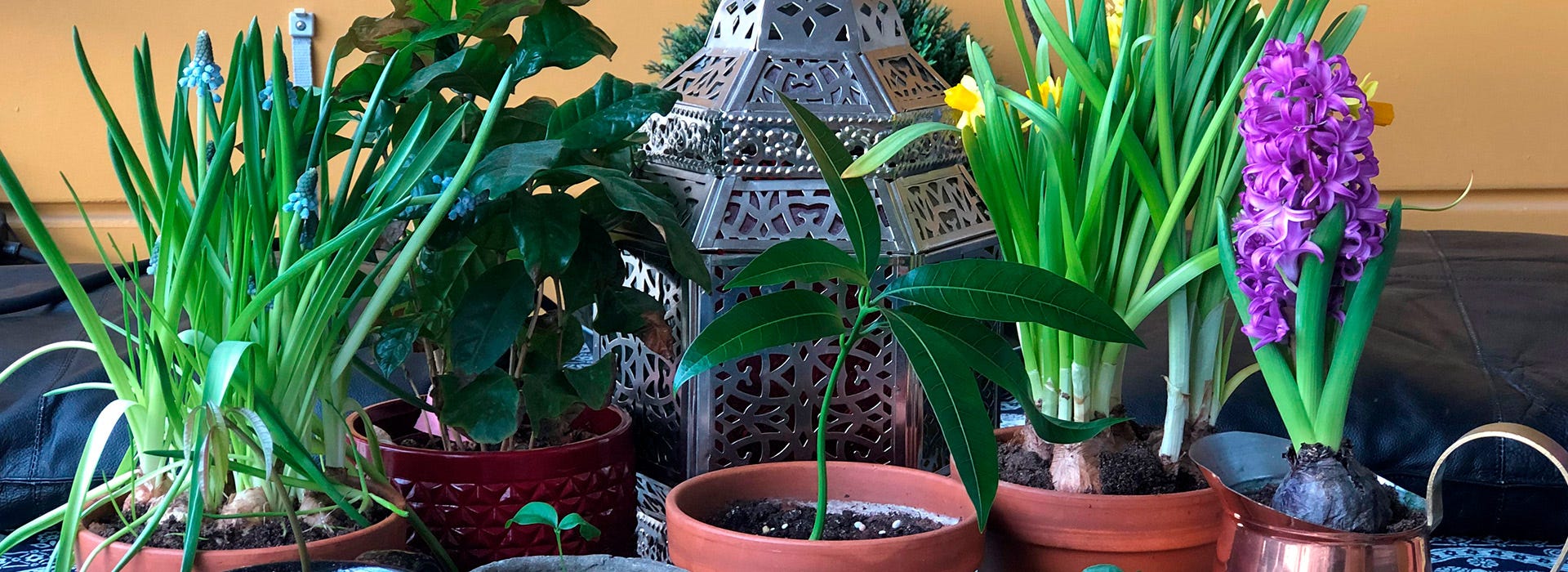 Kodin viihtyisyyttä lisää parvekepuutarha, jossa voi kasvattaa hyötykasveja ja kauniita kesäkukkia.