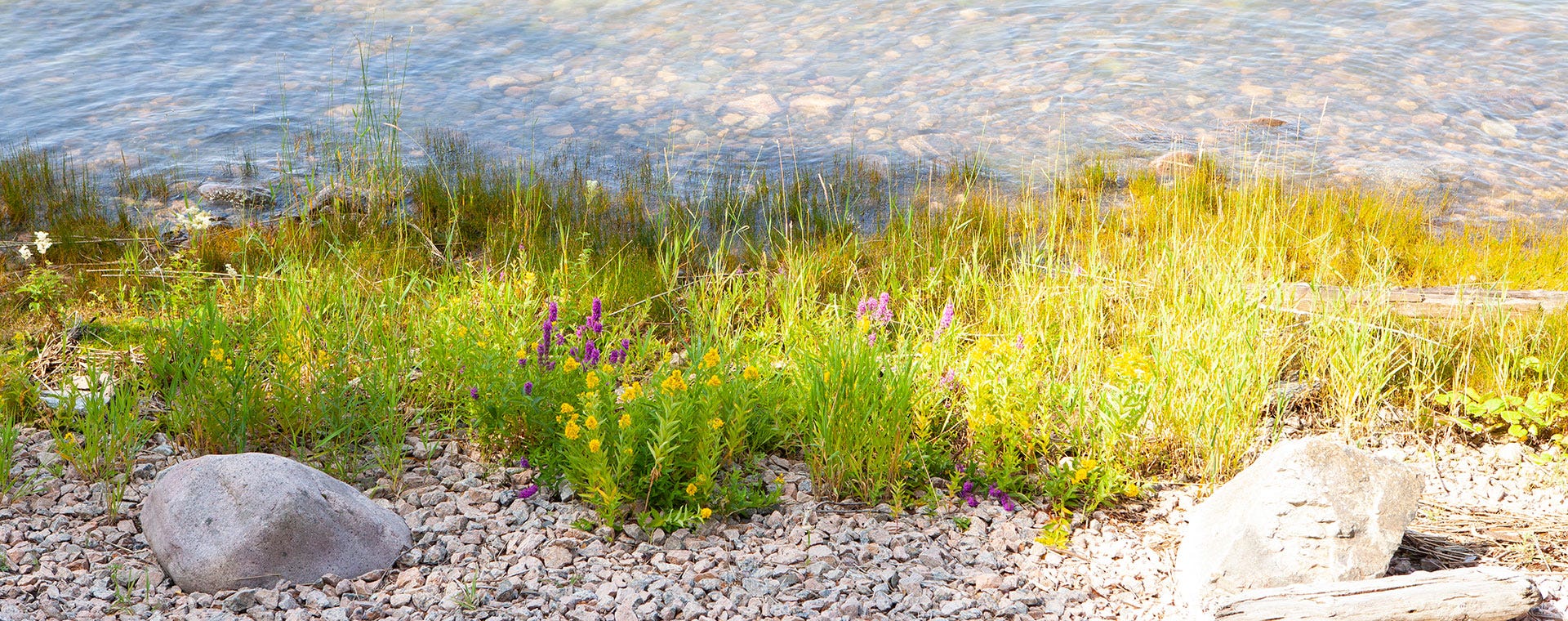 Kesäinen rantakasvillisuus Tullisaaren rannalla. Etualalla värikkäitä luonnonkukkia ja rehevää heinää, taustalla kirkas vesi ja kivikkoista rantaa.