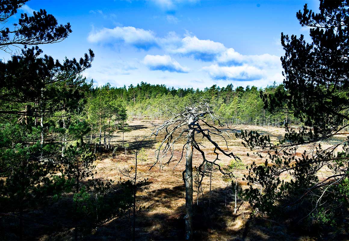 Maisema Sipoonkorven luonnonpuistosta, jossa avautuu aurinkoinen suomaisema mäntyjen ja kanervien ympäröimänä.