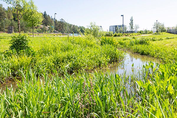 Vehreä maisema, jossa kirkasvetinen puro virtaa rehevän kasvillisuuden keskellä. Taustalla näkyy puistoalue ja moderneja kerrostaloja.