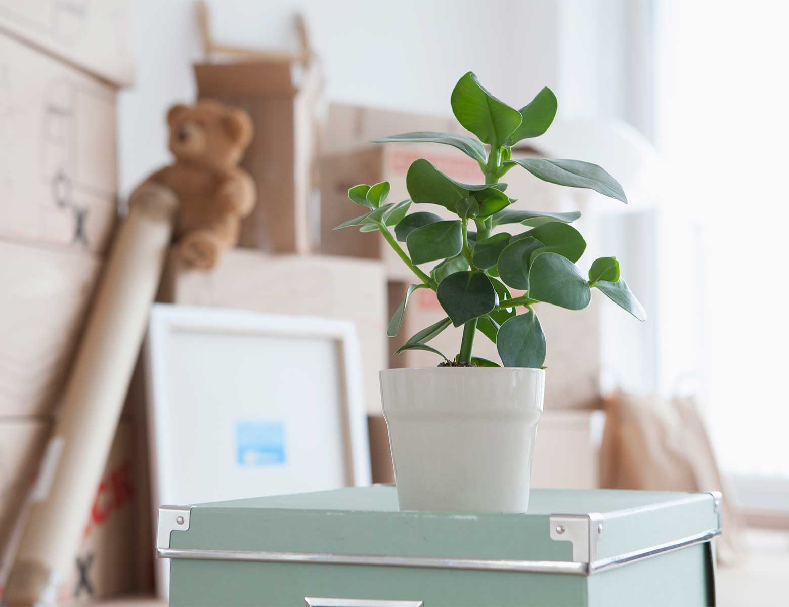 Pieni viherkasvi valkoisessa ruukussa seisoo vihreän metallilaatikon päällä. Taustalla näkyy muuttolaatikoita, pehmolelu, kehystetty kuva ja muita kodin tavaroita, mikä luo tunnelman muutosta tai uudesta alusta. 